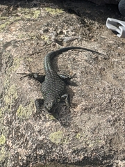 Archaeolacerta bedriagae