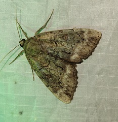 Catocala residua