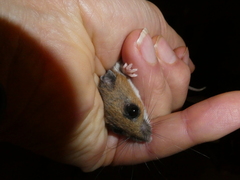 Peromyscus maniculatus