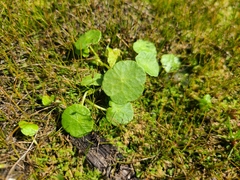 Hydrocotyle vulgaris