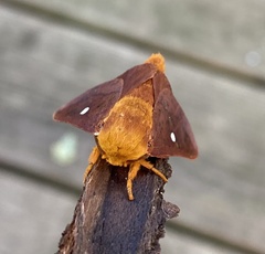 Anisota virginiensis