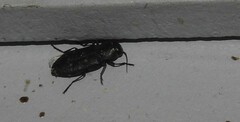 Melanophila consputa