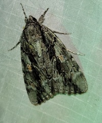 Catocala flebilis