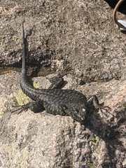 Archaeolacerta bedriagae