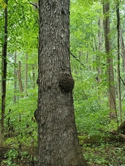 Agrobacterium radiobacter