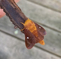 Anisota virginiensis