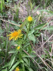 Pentanema britannica