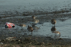 Calidris ferruginea