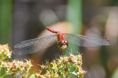 Sympetrum obtrusum