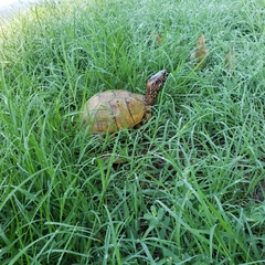 Terrapene carolina triunguis