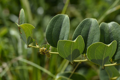 Kaniska canace