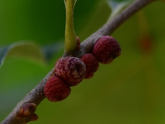 Kokkocynips imbricariae