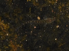 Cobitis paludica