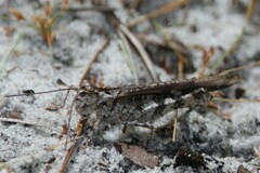 Psinidia fenestralis