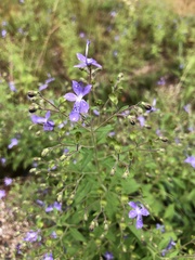 Trichostema dichotomum