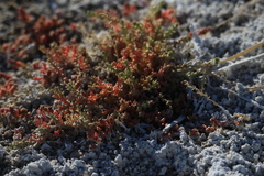 Anabasis brevifolia