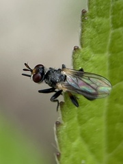 Thecophora