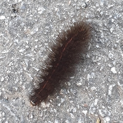 Phragmatobia fuliginosa