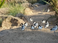 Recurvirostra avosetta