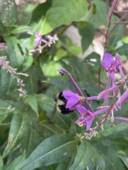 Bombus vagans bolsteri
