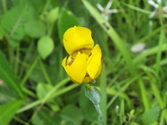 Trimezia martinicensis