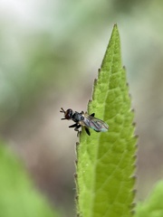Thecophora