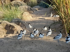 Recurvirostra avosetta