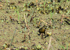 Chrysomus ruficapillus