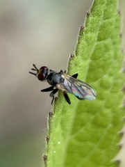 Thecophora