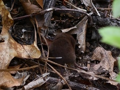 Sorex cinereus