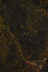 Cobitis paludica