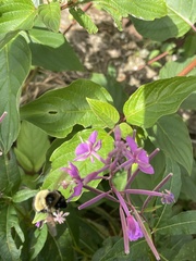 Bombus vagans bolsteri