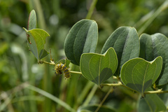 Kaniska canace