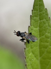 Thecophora