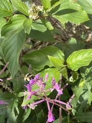 Bombus vagans bolsteri