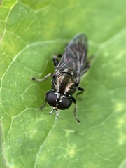 Eumerus