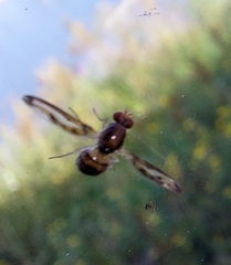 Toxonevra muliebris