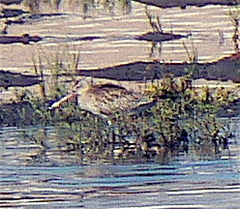 Limosa lapponica