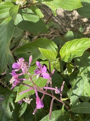 Bombus vagans bolsteri