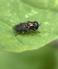Eumerus