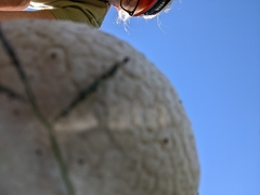 Lycoperdon utriforme