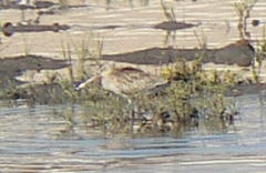 Limosa lapponica