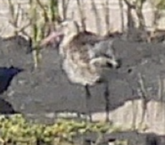 Limosa lapponica