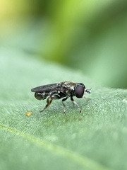 Eumerus