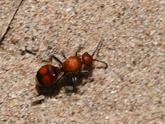 Dasymutilla ursus