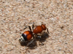 Dasymutilla ursus