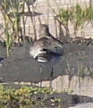 Limosa lapponica