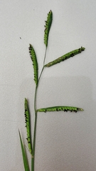 Paspalum denticulatum