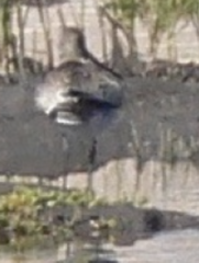 Limosa lapponica