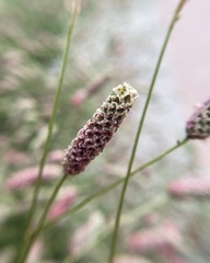 Sanguisorba officinalis